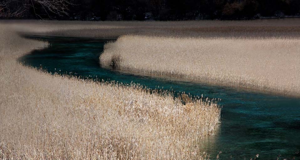 四川九寨沟的芦苇海