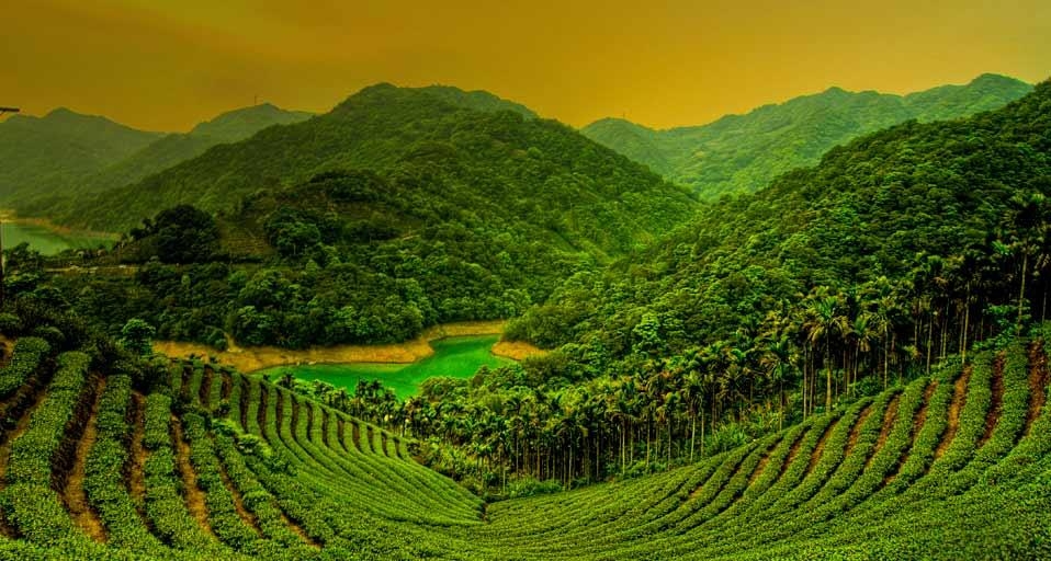 台湾岛台北县石碇乡的茶田
