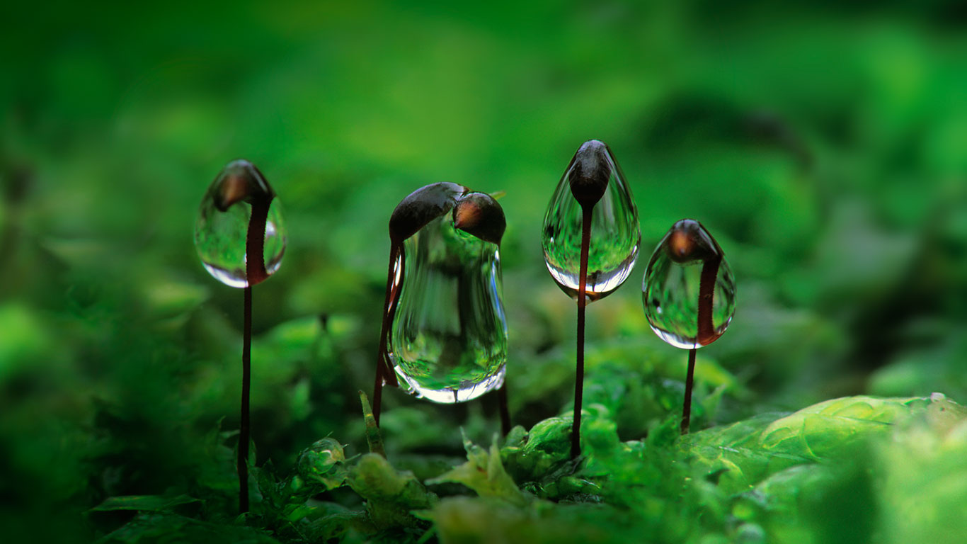 悬挂在卵叶青藓上的露水