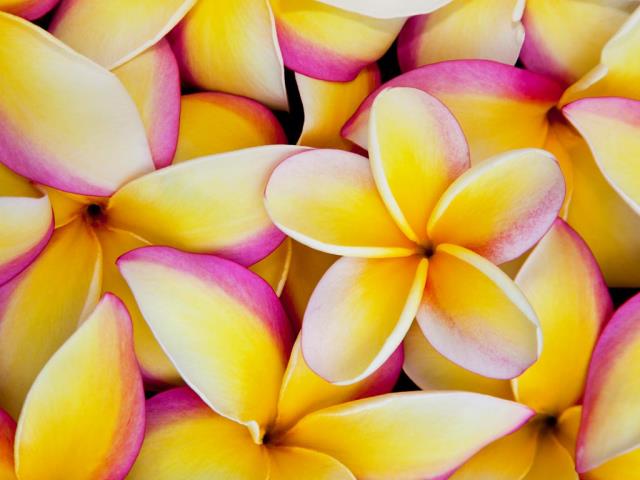 夏威夷鸡蛋花