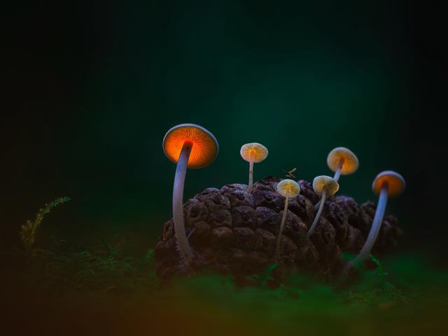 黑暗沙丘中的蘑菇，登海尔德近郊，荷兰