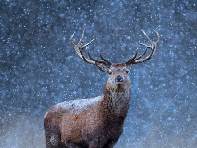 雪地里的红鹿