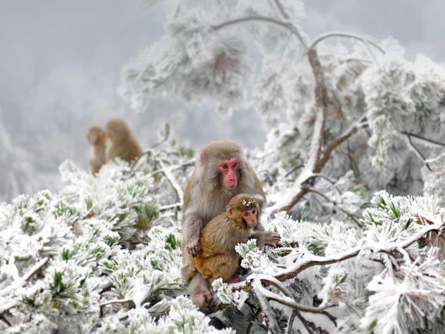 张家界附近武陵源旷野里的几只恒河猴，中国
