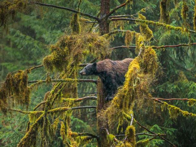 一只在Tongass国家森林公园的成年黑熊，阿拉斯加州