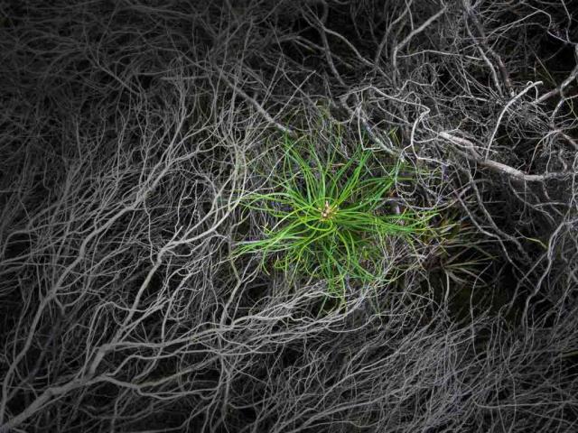 被烧焦的石南花中一颗刚萌芽的松树苗，Strabrechtse Heide，荷兰