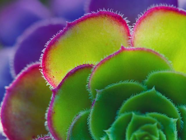 莲花掌属叶子的细节