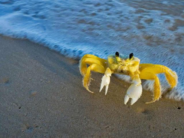 大西洋鬼蟹