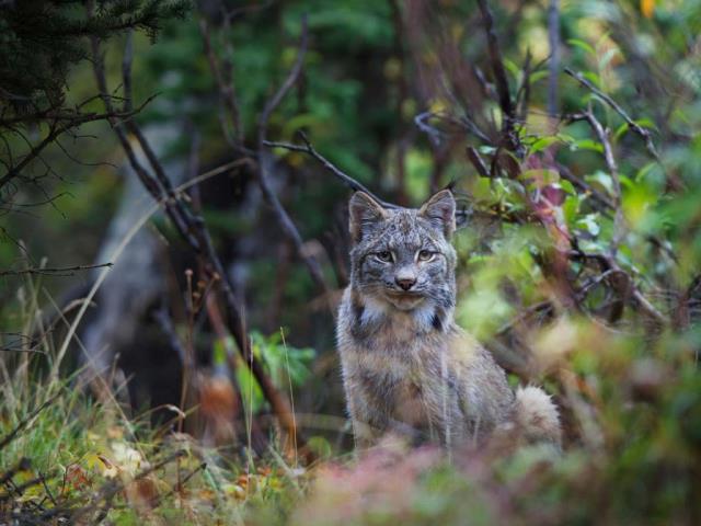 迪纳利国家公园内的加拿大猞猁，美国阿拉斯加州