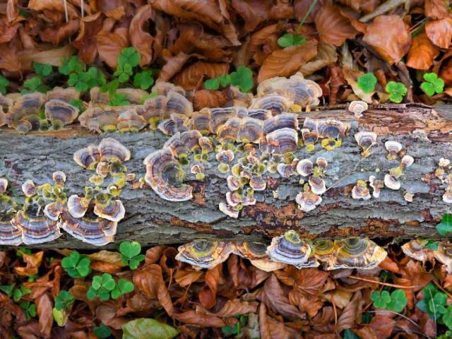 Gorbea自然公园内的云芝，西班牙