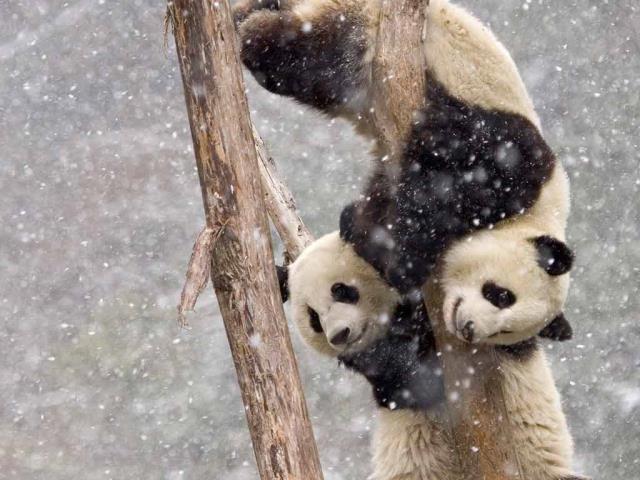 【今日大雪】暴风雪中两只在树干上攀爬的大熊猫，中国四川