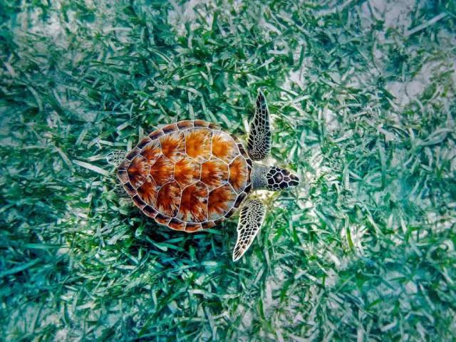夏威夷的绿海龟