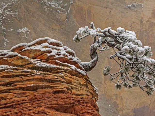 锡安国家公园的雪，美国犹他州