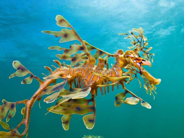 羊毛湾附近海域的叶形海龙，澳大利亚
