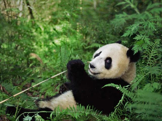 卧龙国家级自然保护区的大熊猫，中国四川