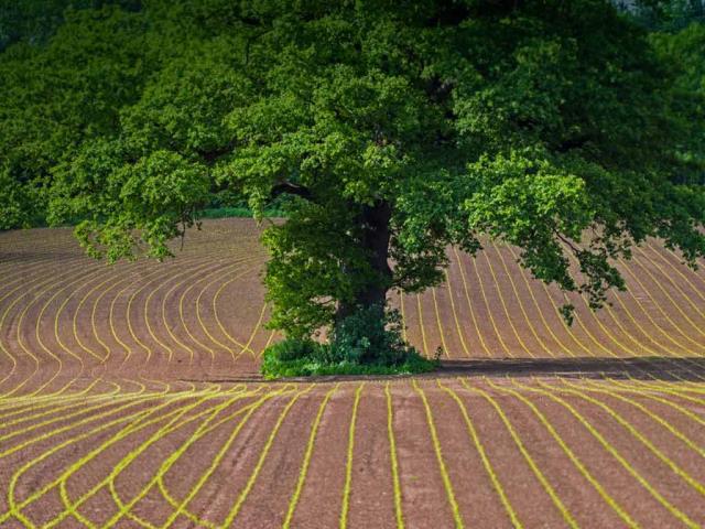 蒙茅斯郡田地上的英国橡树，英国威尔士
