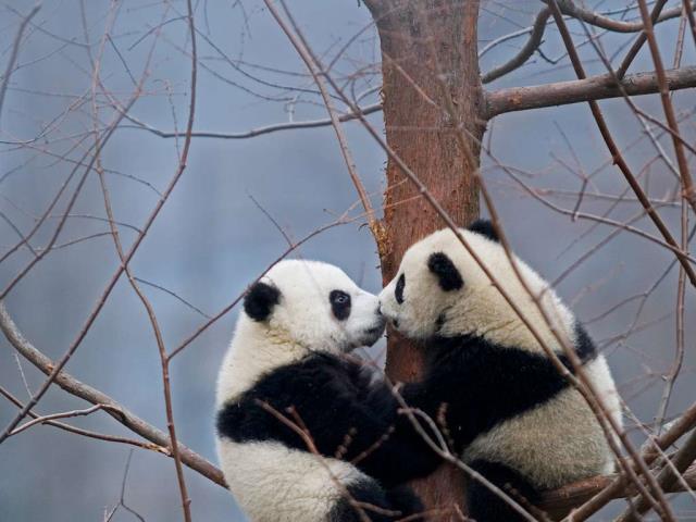 【今日国际接吻节】两只大熊猫宝宝，中国