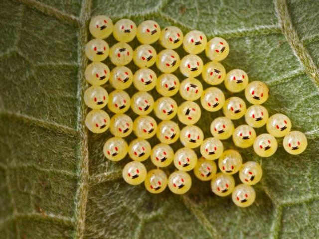 叶子上的臭虫的卵，马达加斯加