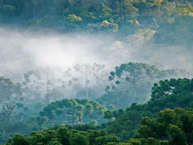 大西洋沿岸森林的巴西松