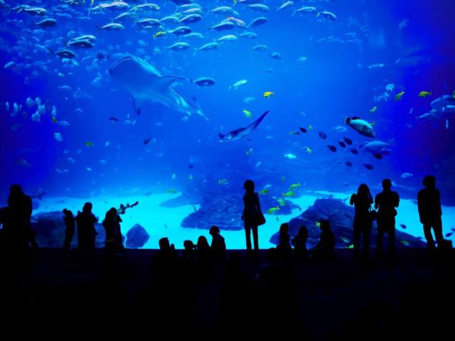 乔治亚水族馆，美国亚特兰大