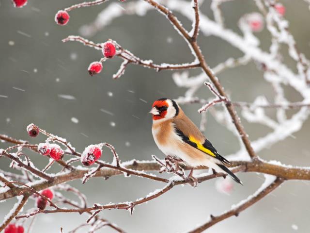 一只欧洲金翅雀栖息在雪中的玫瑰果枝上