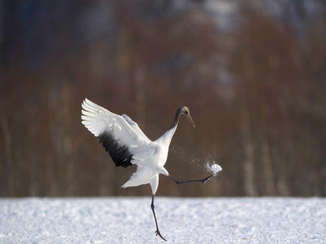 雪地里的一只丹顶鹤，日本北海道