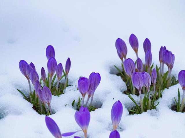 番红花