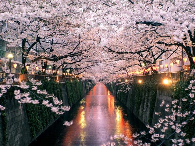 目黑川上盛开的樱花，日本东京