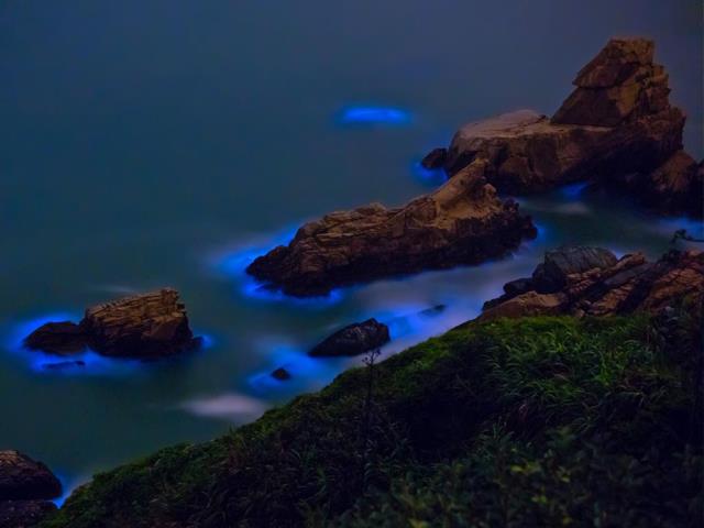台湾妈祖群岛沿岸的发光藻类
