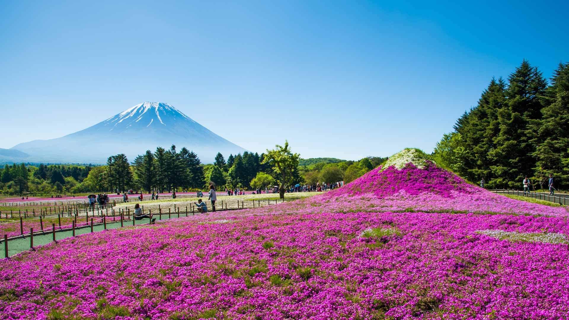 富士山与丛生福禄考花田，日本山梨县