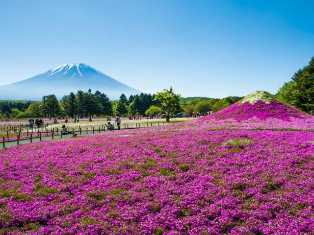 富士山与丛生福禄考花田，日本山梨县