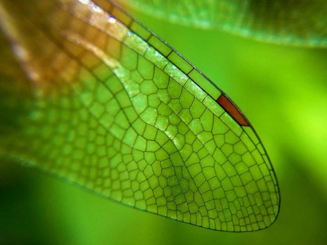 蜻蜓翅膀特写