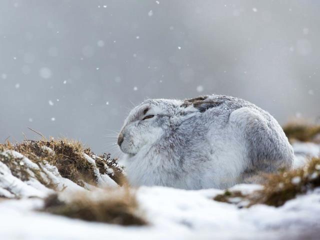 一只在暴风雪中蜷缩着的雪兔，英国苏格兰凯恩戈姆斯山脉