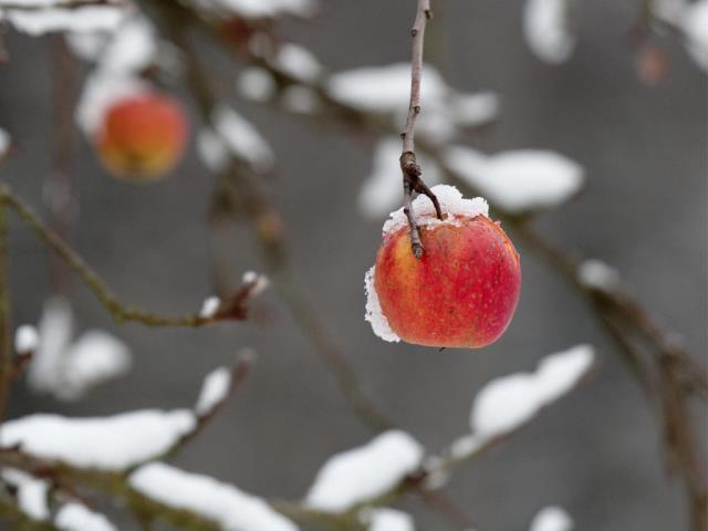 一枚红苹果挂在被大雪压断的树枝上
