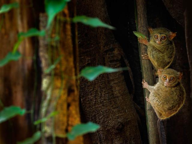 榕树上的幽灵眼镜猴，印度尼西亚Tangkoko Batuangus自然保护区