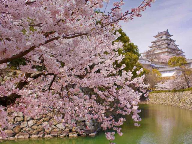 盛开的樱花和姬路城，日本姬路
