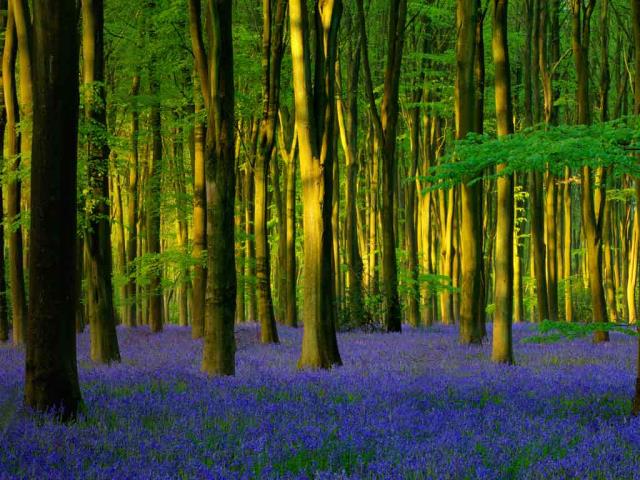 Micheldever Wood的蓝铃花，英国汉普郡