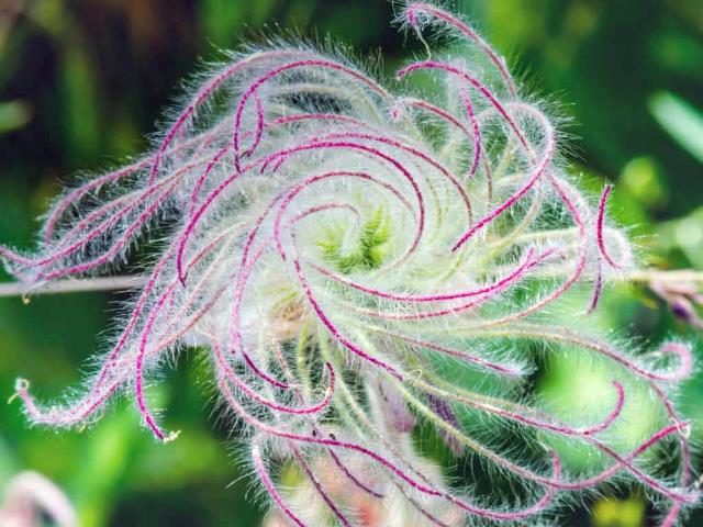 结籽时的三花锦葵的长羽