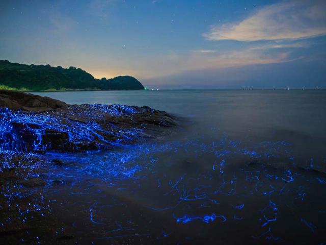 冈山沿岸的发光海洋萤火虫，日本