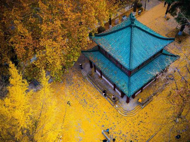 玄武湖公园的金色银杏叶，中国南京
