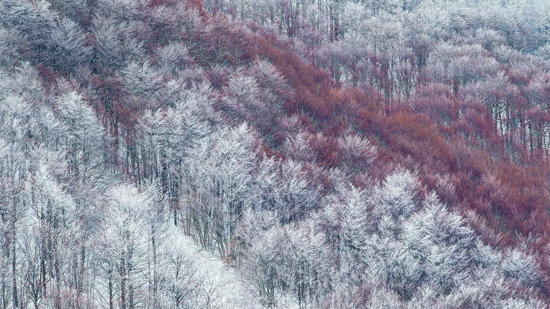 部分被雪覆盖的Val Cervara山坡上的老山毛榉林，意大利蒙帕赛诺