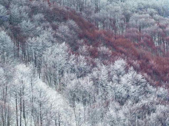 部分被雪覆盖的Val Cervara山坡上的老山毛榉林，意大利蒙帕赛诺
