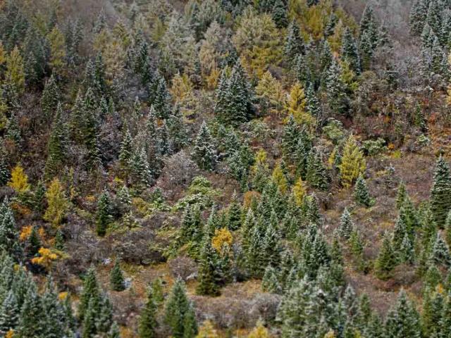 清晨结了霜的树林，中国四姑娘山