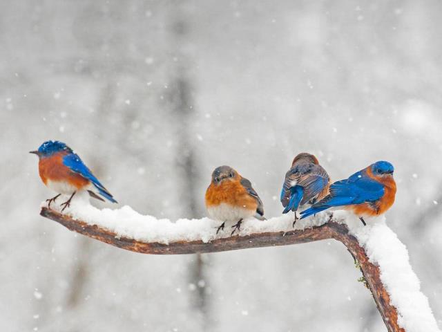 四只东蓝鸲，北卡罗莱纳州夏洛特