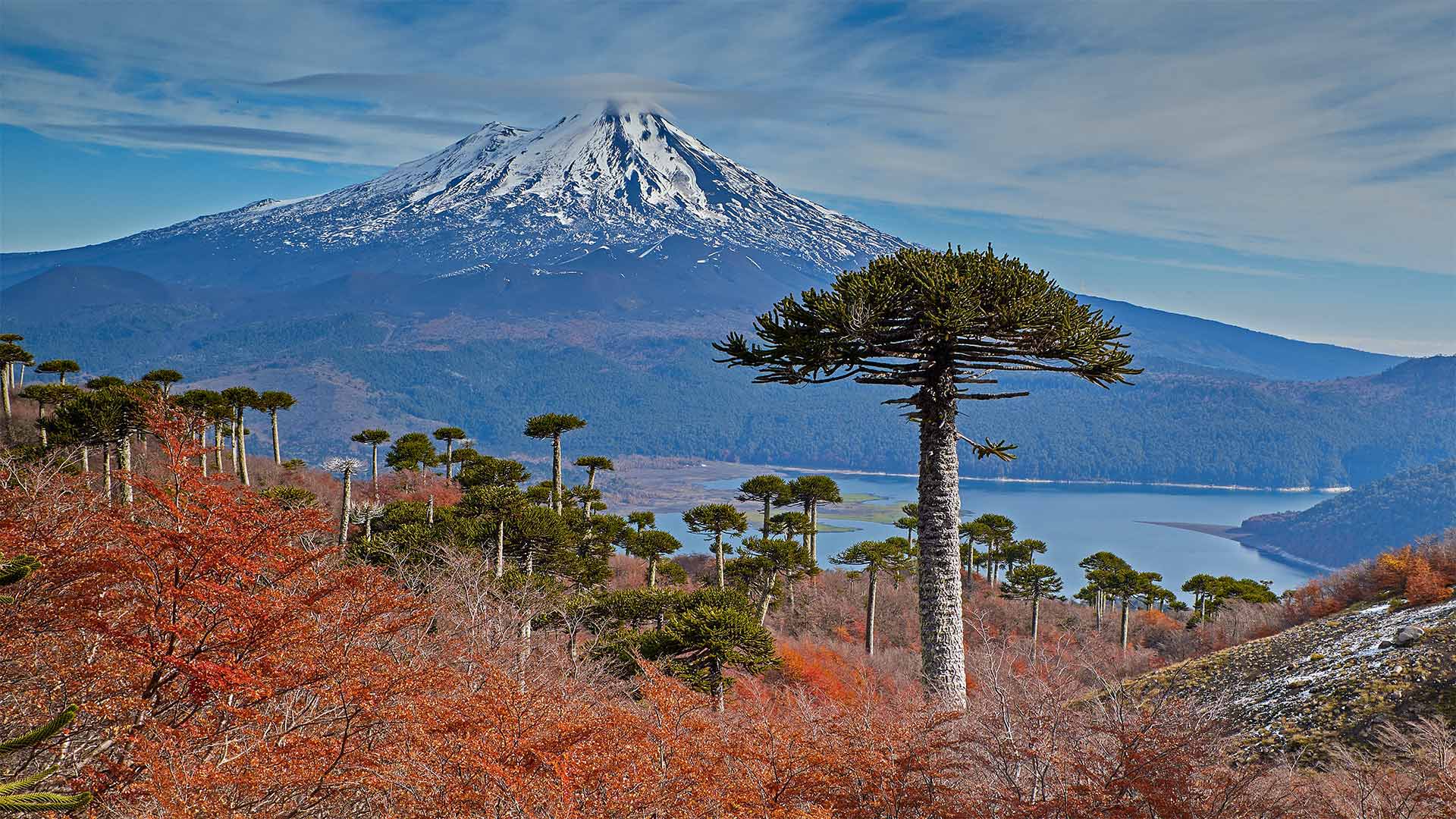 亚伊马火山与前景中的智利南洋杉，智利孔吉利奥国家公园