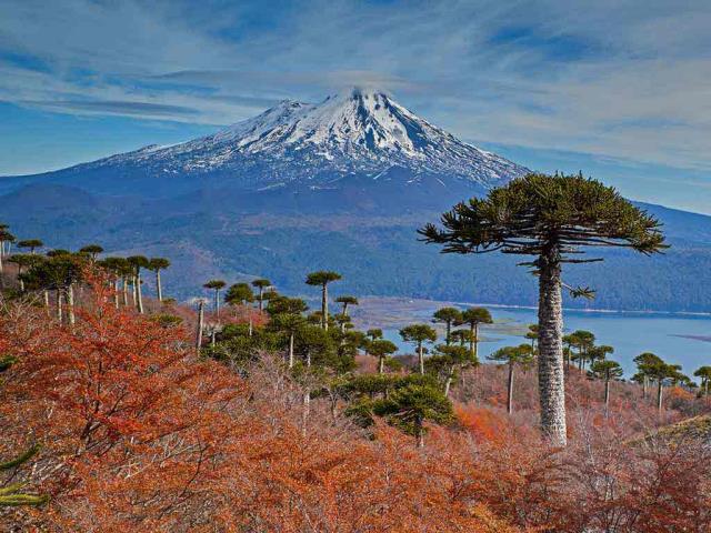 亚伊马火山与前景中的智利南洋杉，智利孔吉利奥国家公园