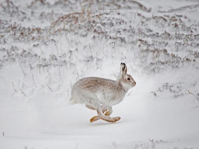 在白雪覆盖的高地上奔跑的雪兔，苏格兰