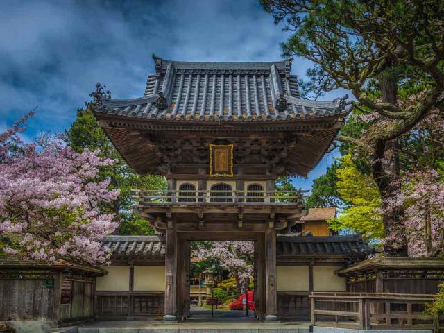 金门公园中日本茶园里盛开的樱花，加州旧金山 