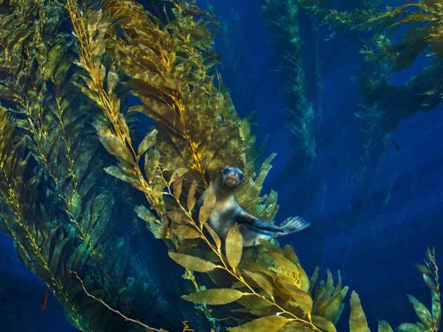 海峡群岛附近巨藻林中的加利福尼亚海狮
