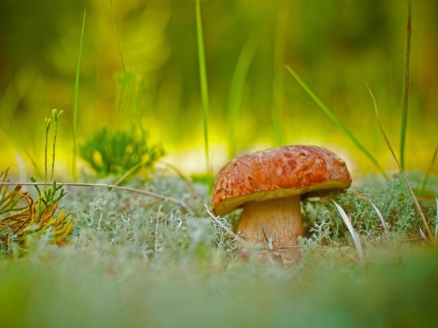 一朵牛肝菌