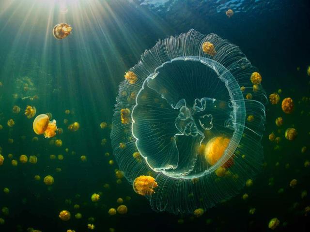 海月水母和一群无刺的黄金水母，印度尼西亚